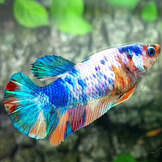 Multicolor Candy HMPK Female For Sorority / Breed 50% off