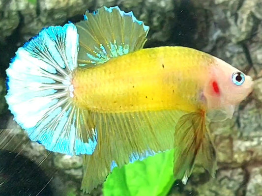 Monkey Face Yellow Skyblue Tail HMPK Male