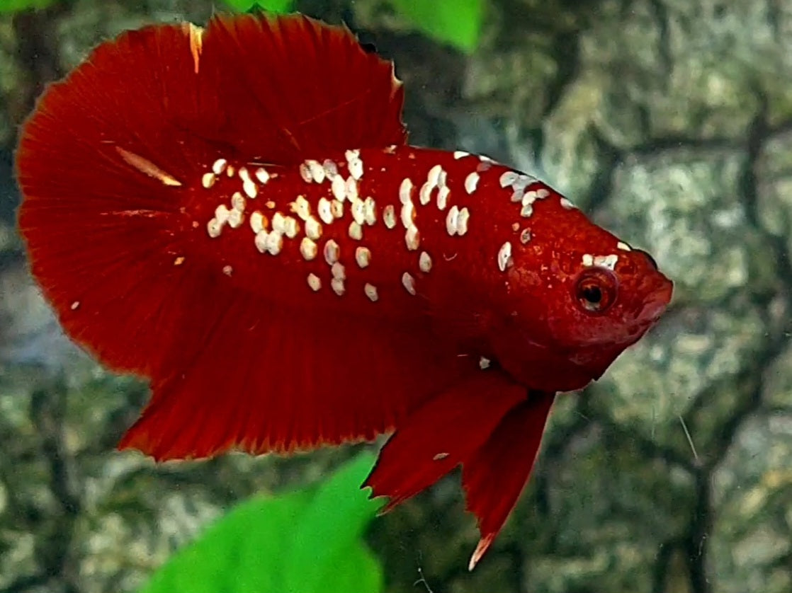 Red Gold Galaxy HMPK Male