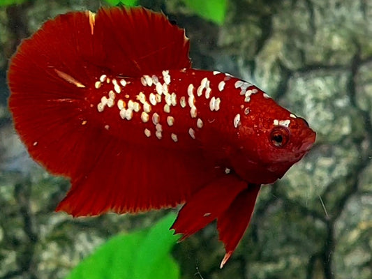 Red Gold Galaxy HMPK Male