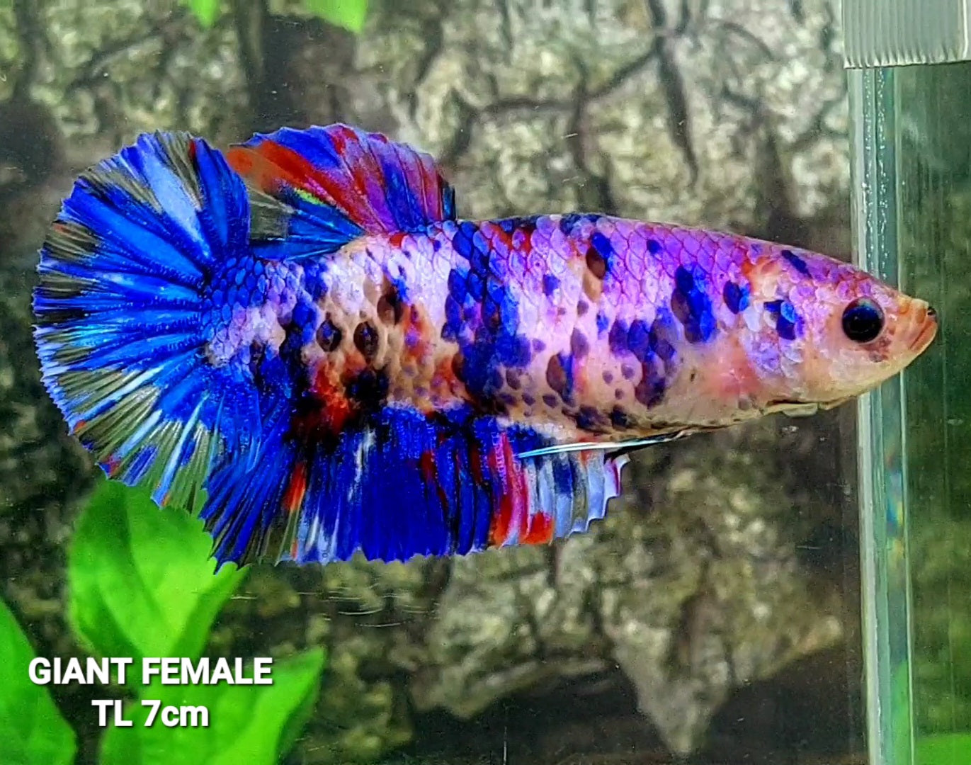 Multicolor Candy Galaxy GIANT HMPK Female