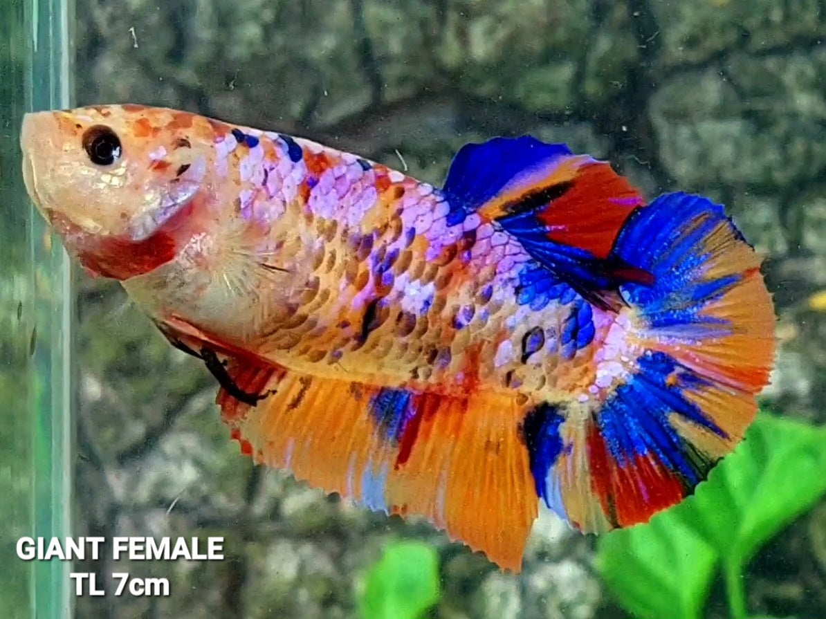 Multicolor Candy Galaxy GIANT HMPK Female