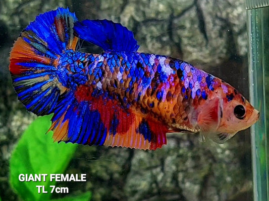 Multicolor Galaxy GIANT HMPK Female