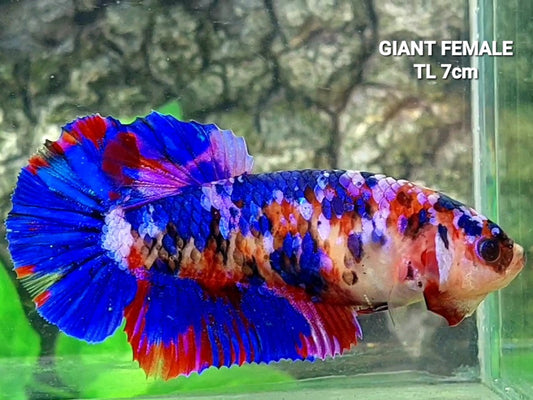 Multicolor Galaxy GIANT HMPK Female