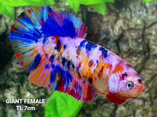 Multicolor Candy Galaxy GIANT HMPK Female