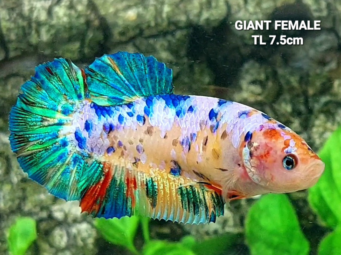 Multicolor Galaxy GIANT HMPK Female