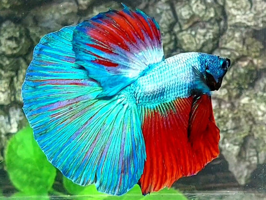 Fancy Halfmoon Male