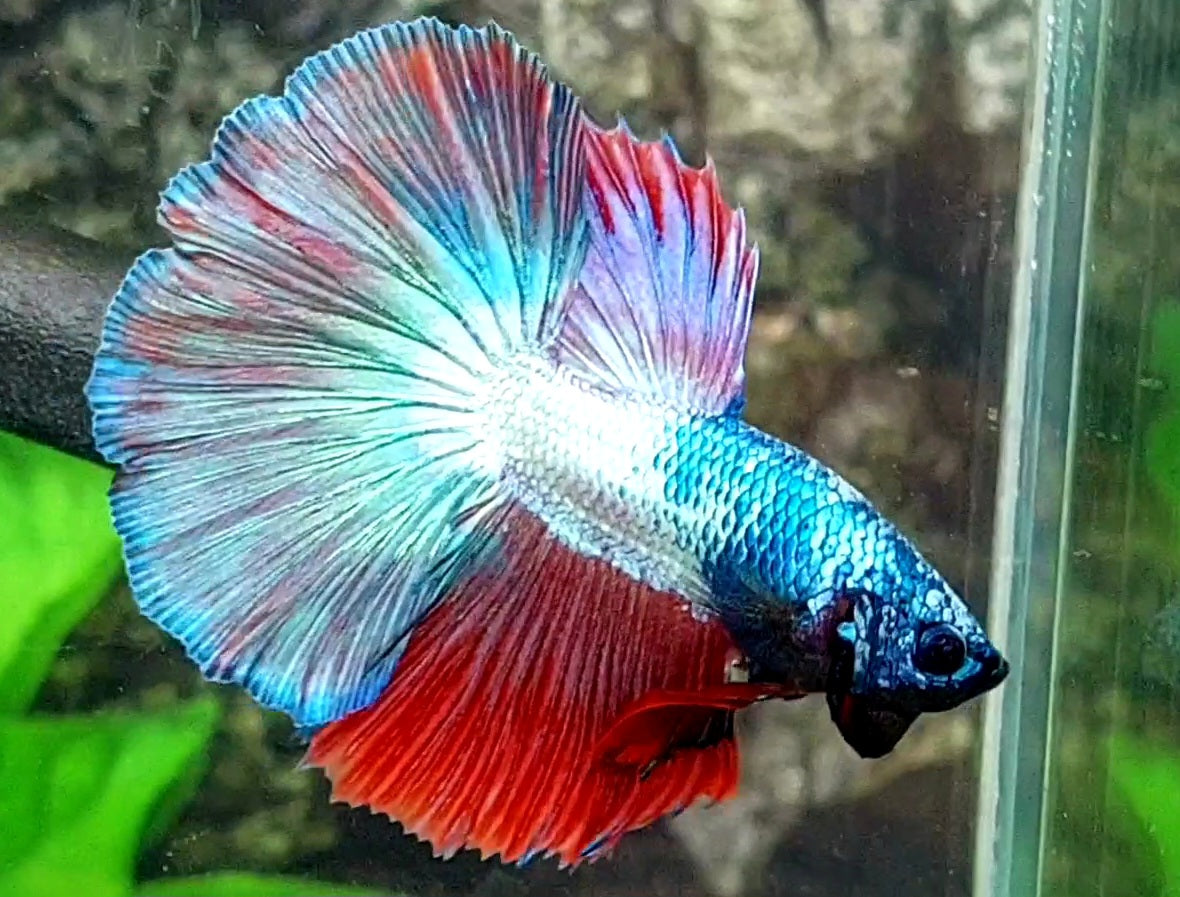 Fancy Halfmoon Male