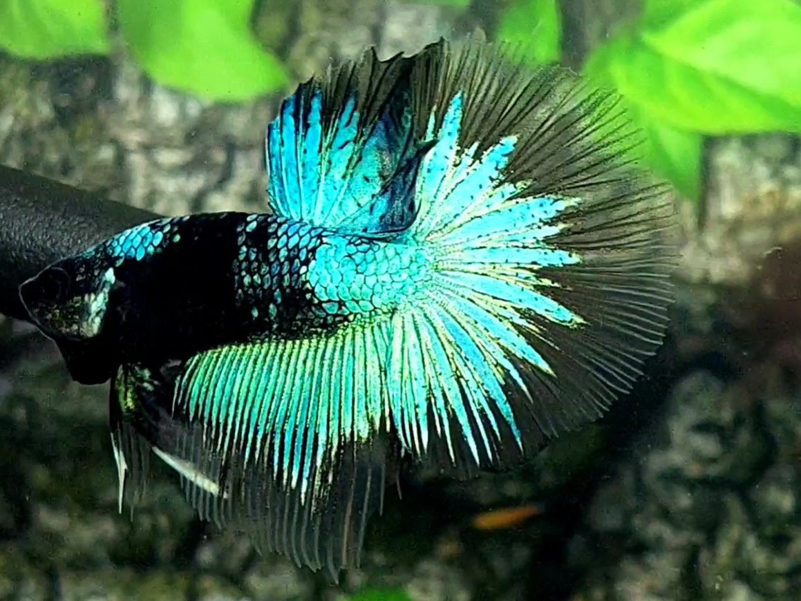 Avatar Halfmoon Male