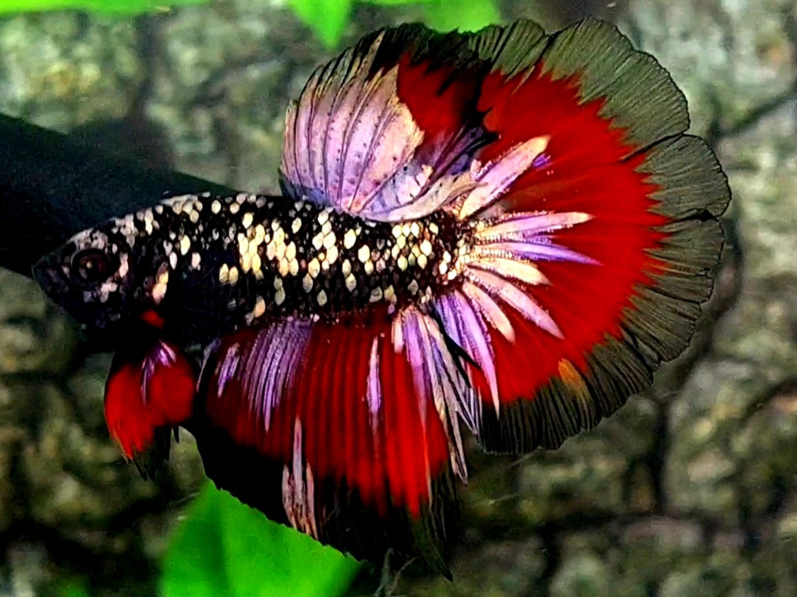 Blackstar Red Chromatic Copper Gold Purple Halfmoon Male