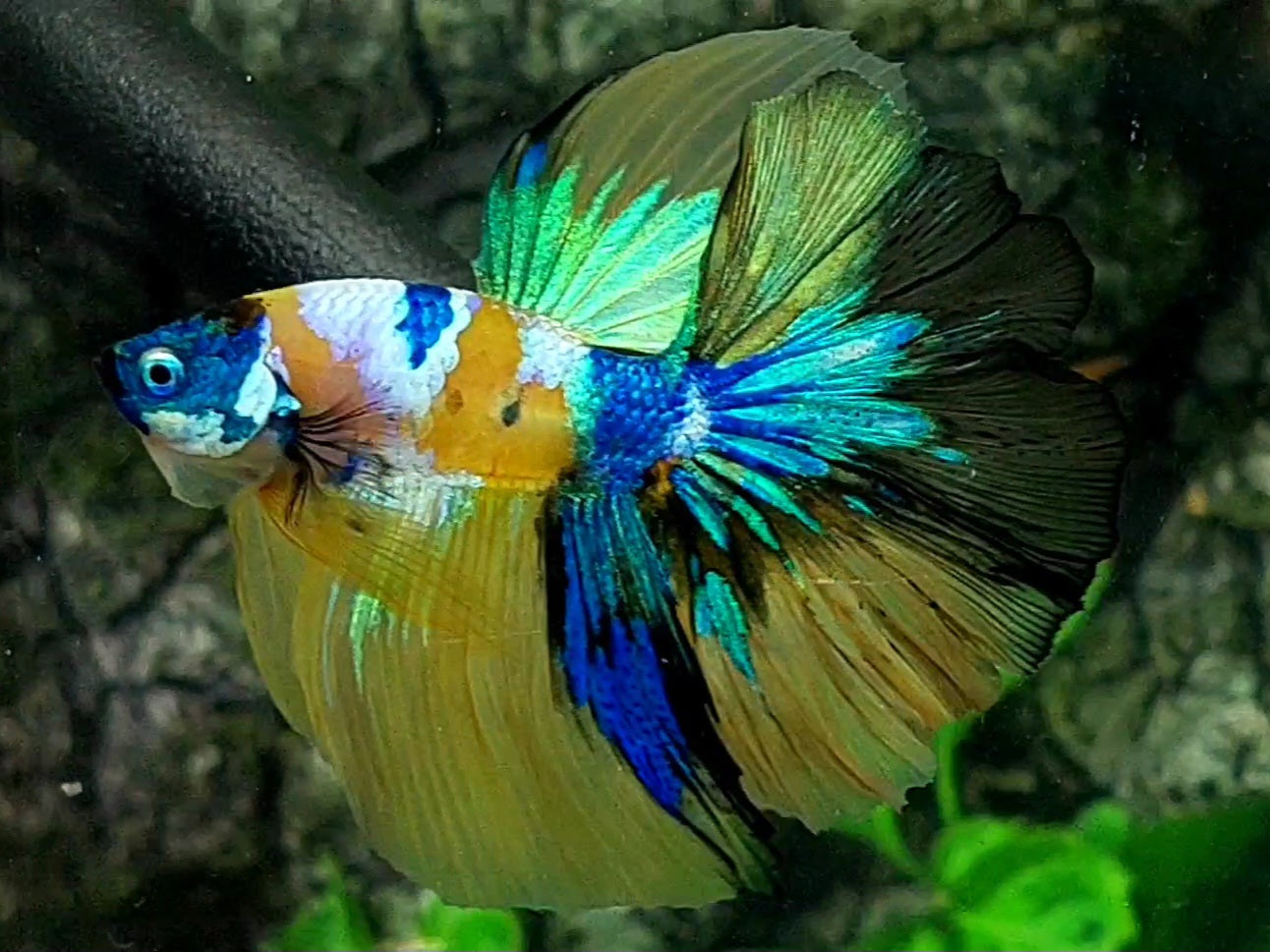 Multicolor Yellow Galaxy Halfmoon Male