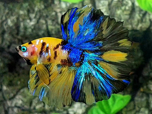 Yellow Blue Tiger Galaxy Halfmoon Male