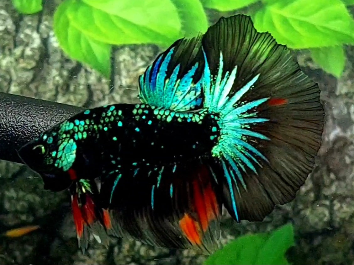 Black Star Green Galaxy Halfmoon Male