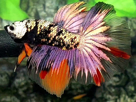 Blackstar Copper Purple Gold Candy Halfmoon Male