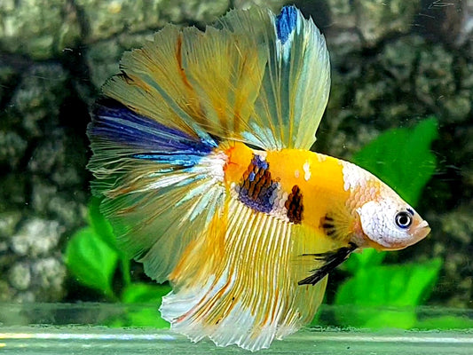 Yellow Tiger Galaxy Halfmoon Male