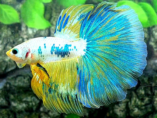 Yellow Fancy Halfmoon Male