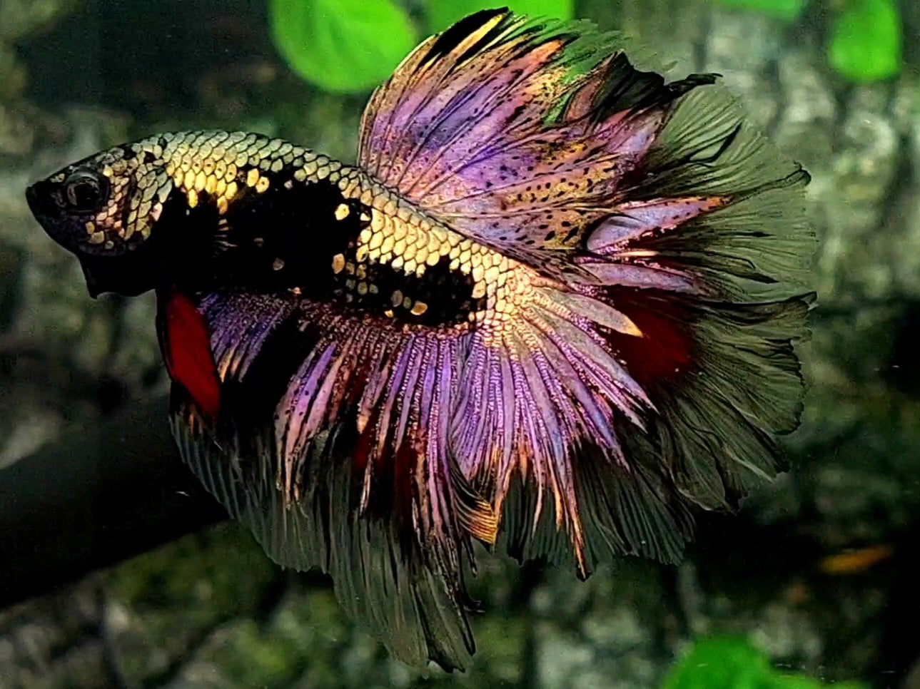 Avatar Copper Purple Gold Rosetail Halfmoon Male