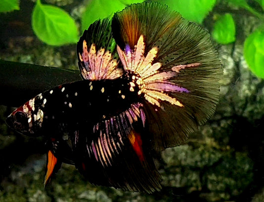 Blackstar Gold Galaxy Halfmoon Male