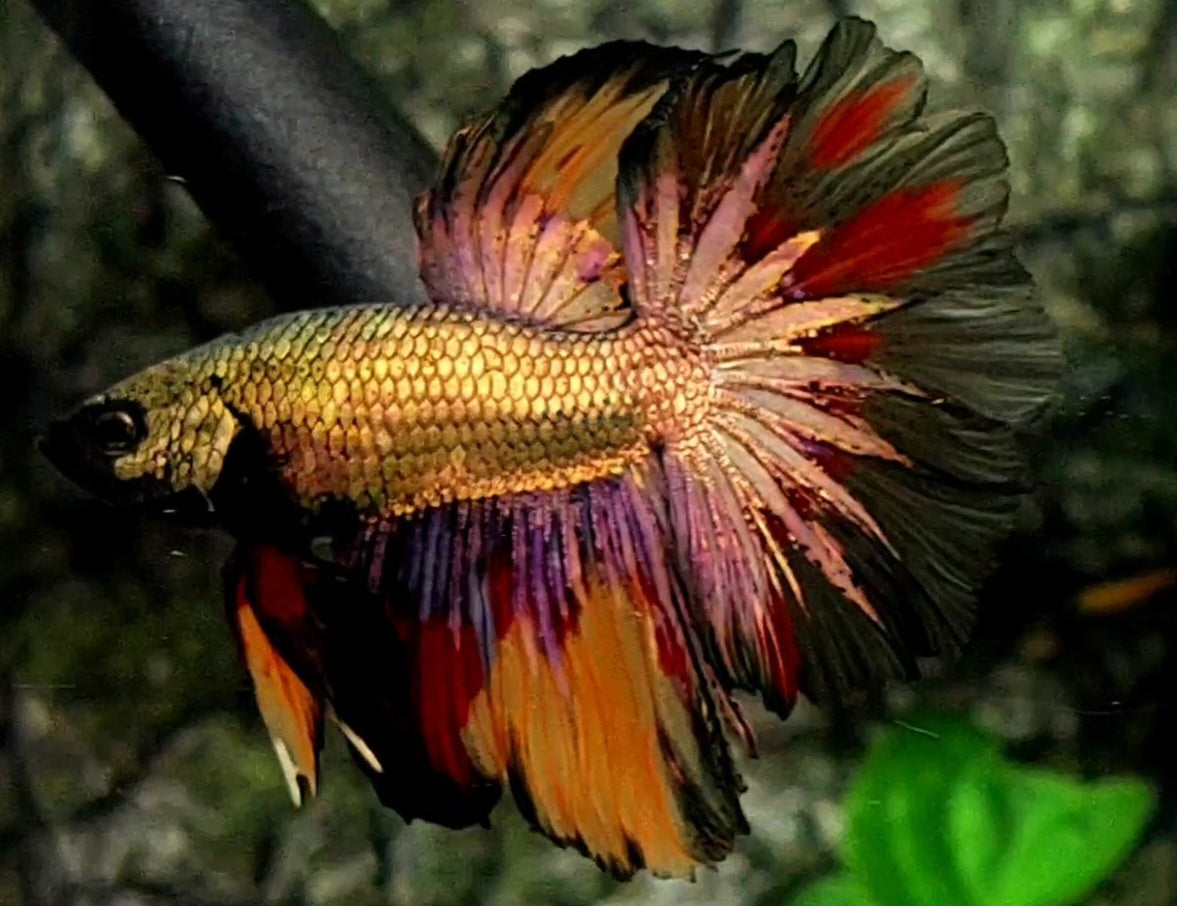 Copper Startail Gold Candy Rosetail Halfmoon Male