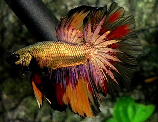 Copper Startail Gold Candy Rosetail Halfmoon Male