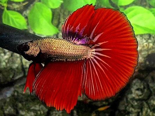 Red Copper Gold Dragon Halfmoon Male