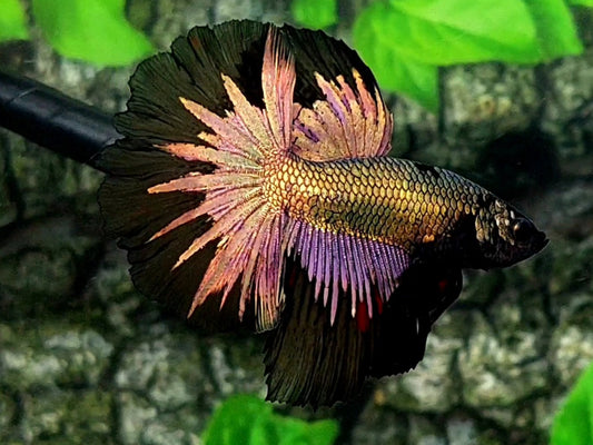 Startail Copper Purple Gold Black Butterfly Halfmoon Male