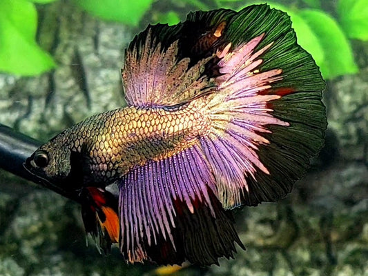 Copper Purple Gold Black Butterfly Halfmoon Male