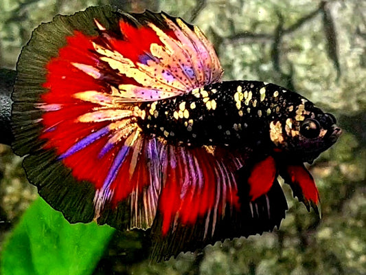 Blackstar Red Chromatic Copper Gold Halfmoon Male