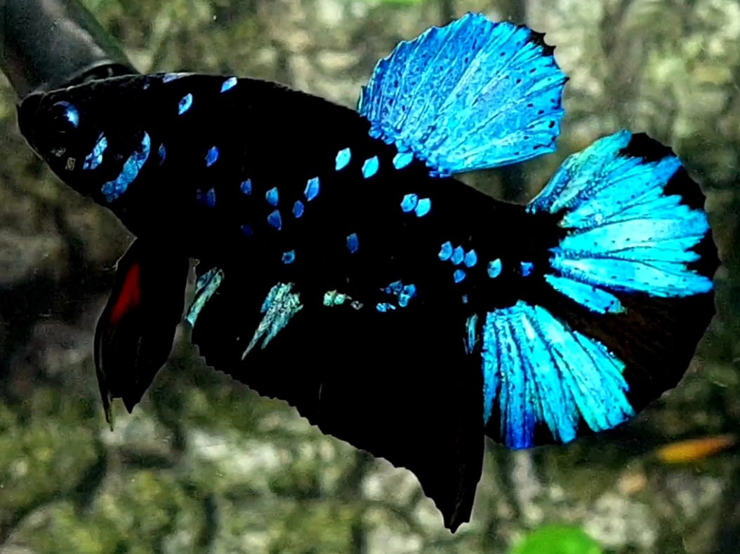 Blue Blackstar Galaxy HMPK Male