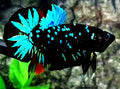 Blue Blackstar Galaxy Startail HMPK Male 50% Off