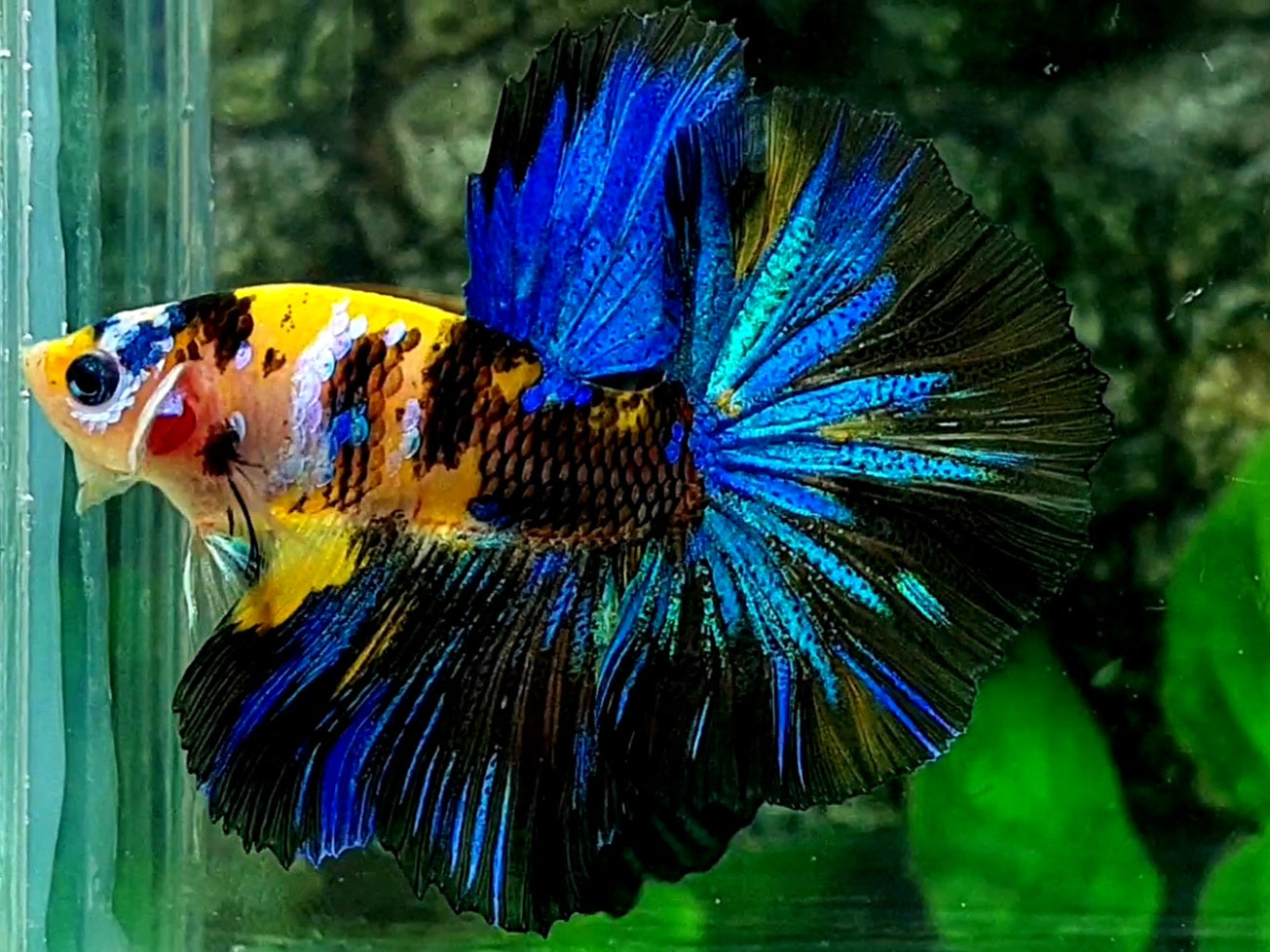 Yellow Blue Tiger Galaxy Over Halfmoon Male