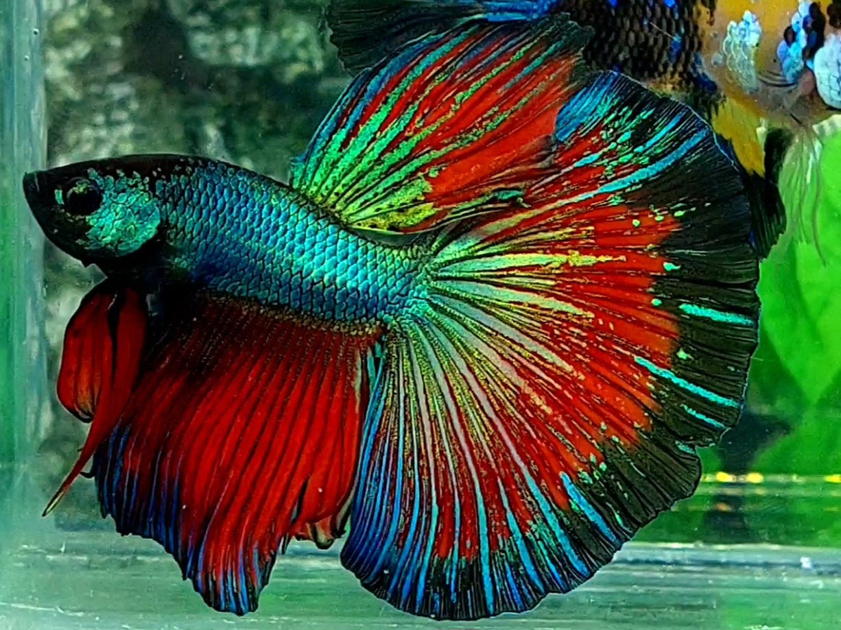 Green Red Butterfly Halfmoon Male 50% off