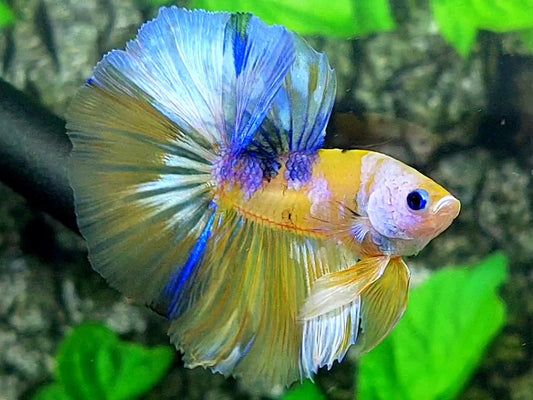 Yellow Purple Skyblue Over Halfmoon Male