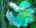 Green Fancy Halfmoon Male