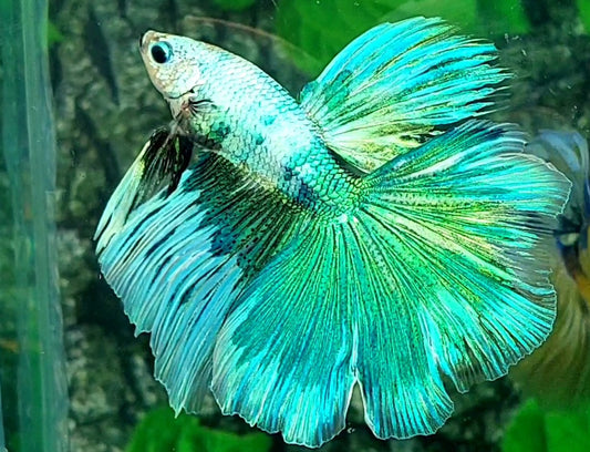 Green Fancy Halfmoon Male