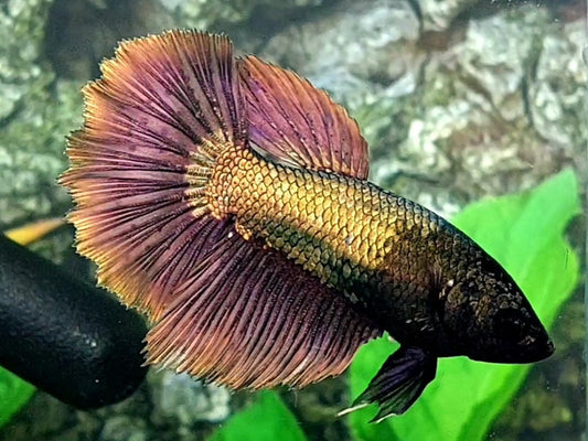 Copper Gold Huge Fins Halfmoon Female For Sorority / Breed