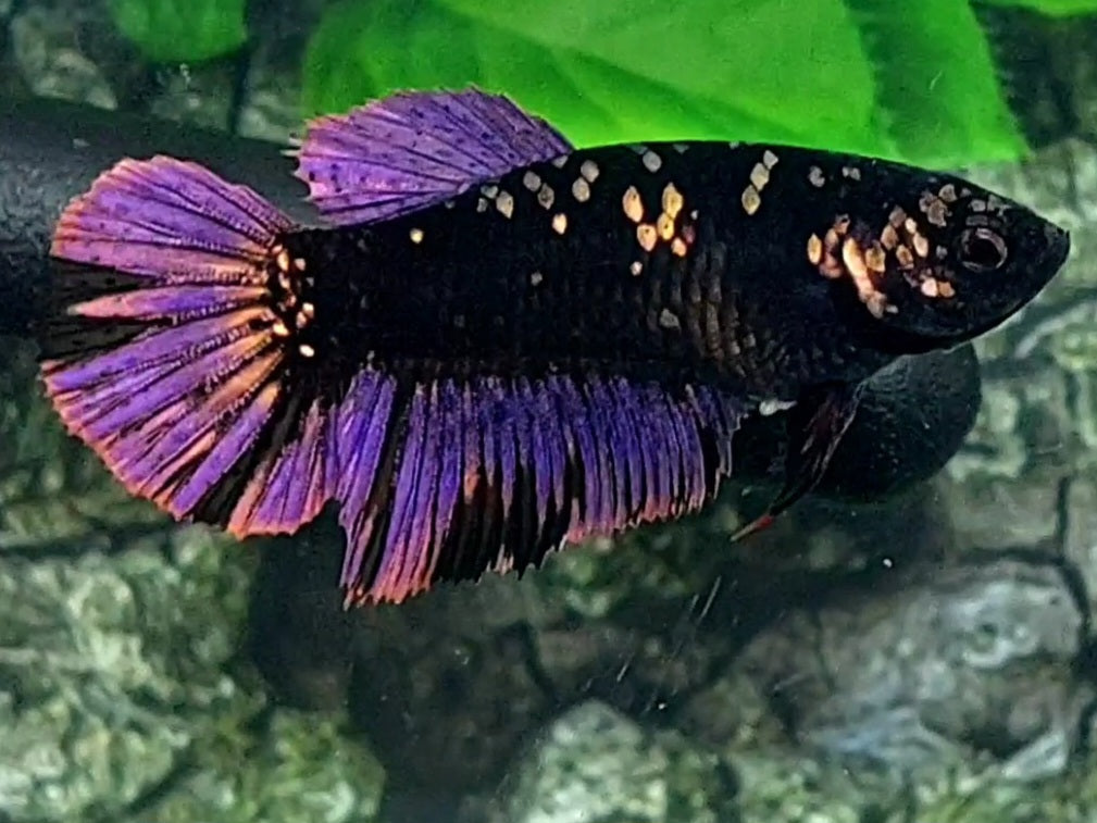 Black Star Copper Purple Gold Halfmoon Female For Sorority / Breed