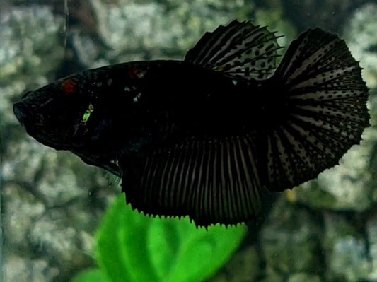 Black Star Halfmoon Female For Sorority / Breed