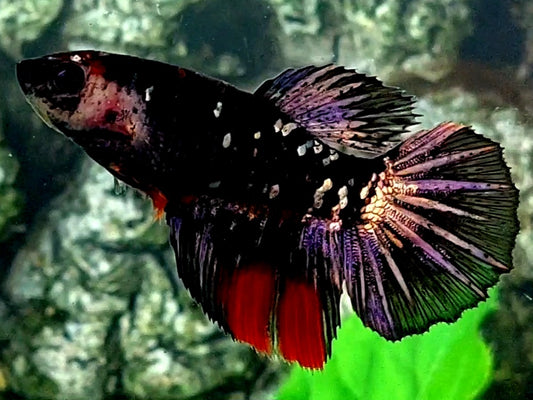 Black Star Copper Purple Gold Halfmoon Female For Sorority / Breed