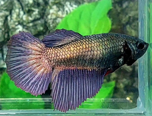 Copper Purple Halfmoon Female For Sorority / Breed