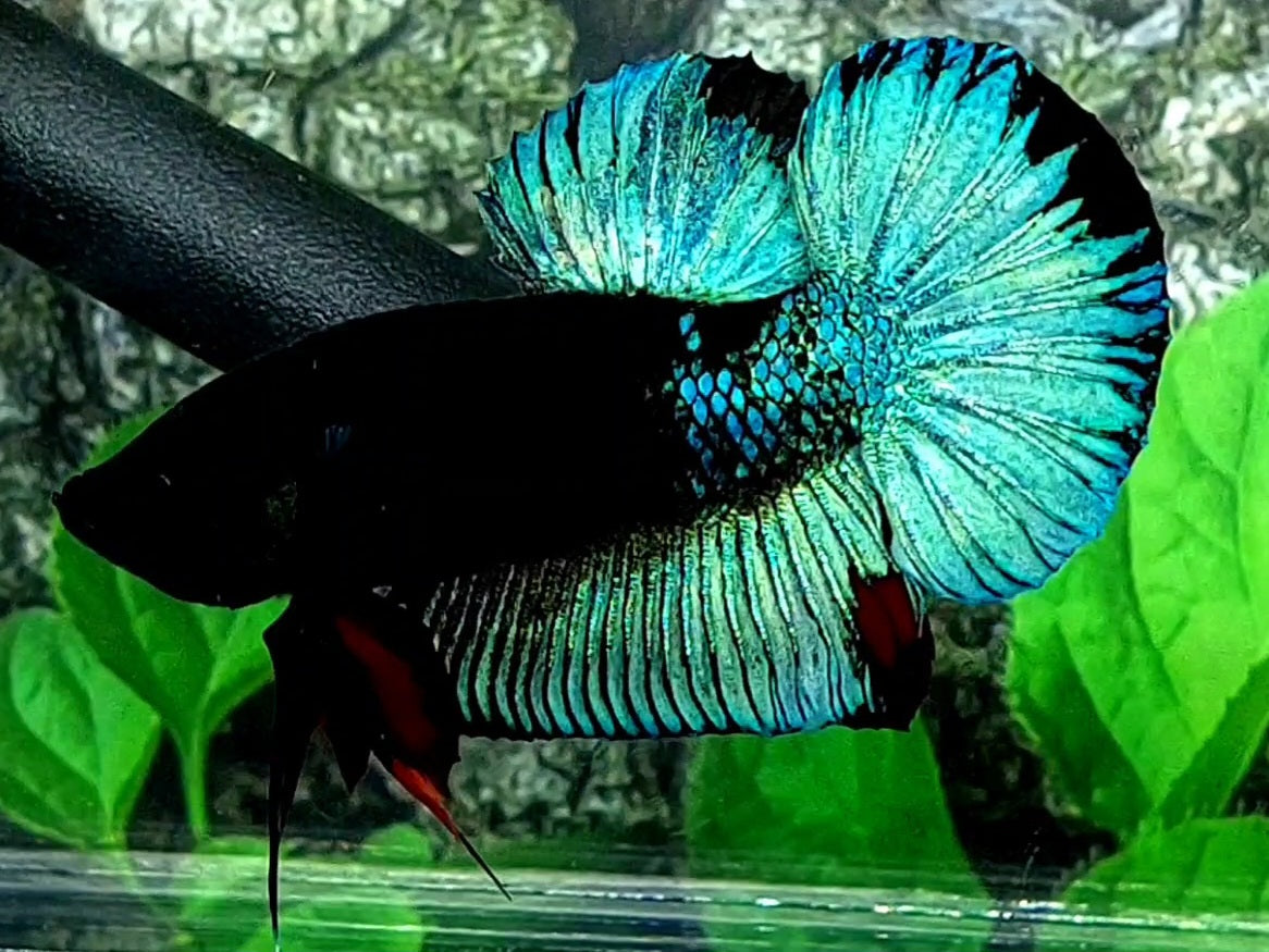 Turquoise Black Light HMPK Male