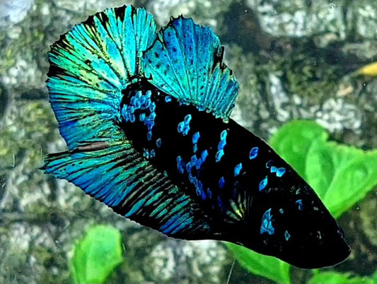 Turquoise Black Star Galaxy HMPK Male