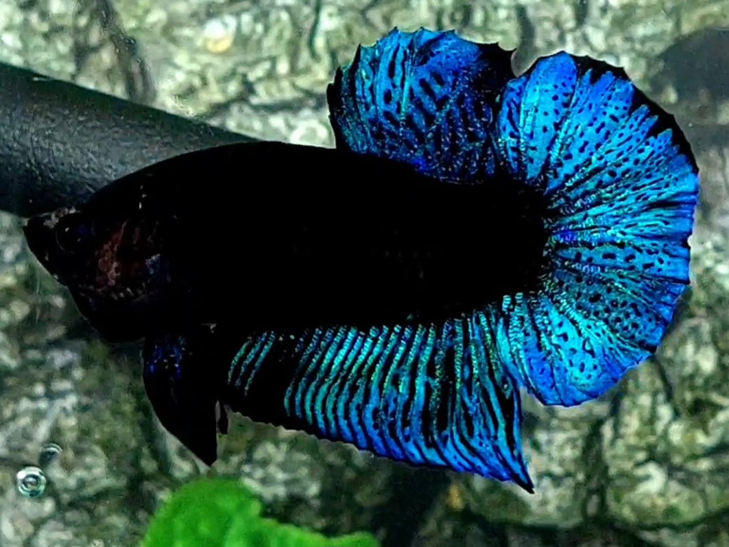 Turquoise Blue Orchid Black Light HMPK Male 50% off