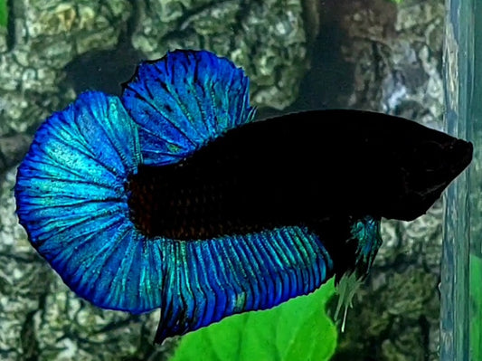 Turquoise Blue Black Light HMPK Male 50% off