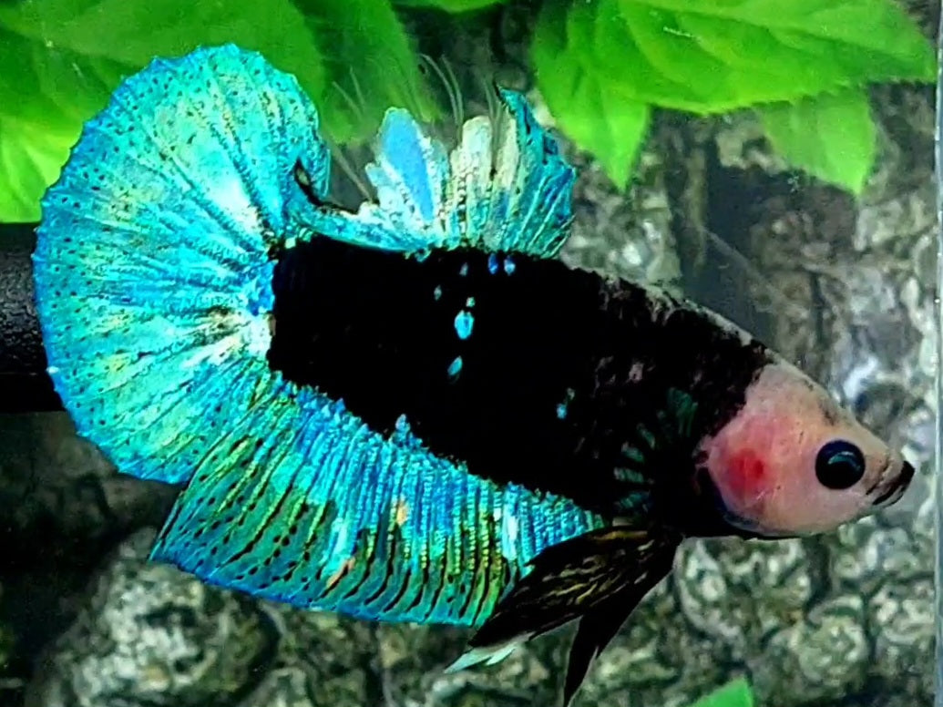 Turquoise Blackstar Monkey Face HMPK Male – Zaga Farm