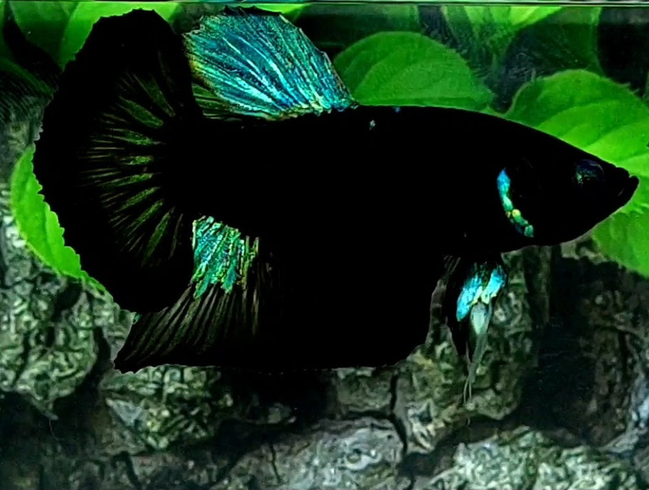 Black Green Light HMPK Male