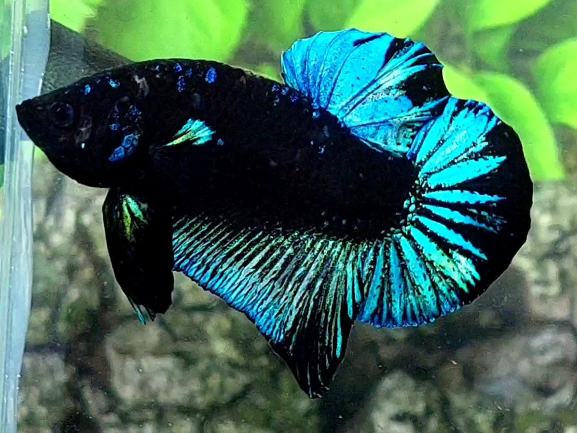 Turquoise Blackstar Galaxy HMPK Male