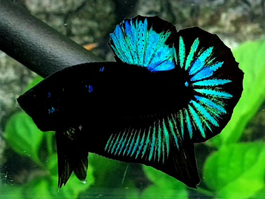 Turquoise Black Startail HMPK Male