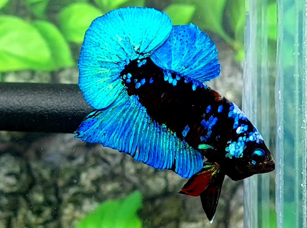 Turquoise Blackstar Galaxy HMPK Male