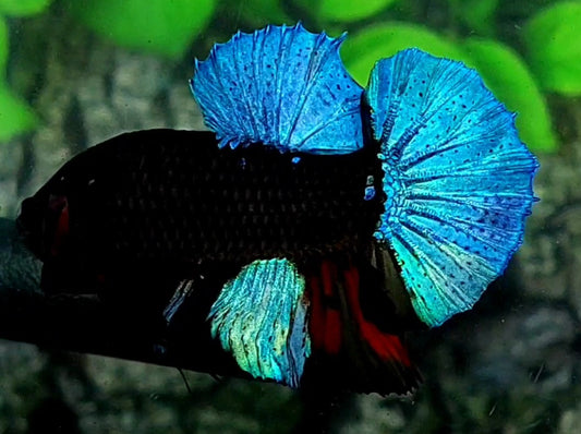 Steel Blue Red Black Light HMPK Male